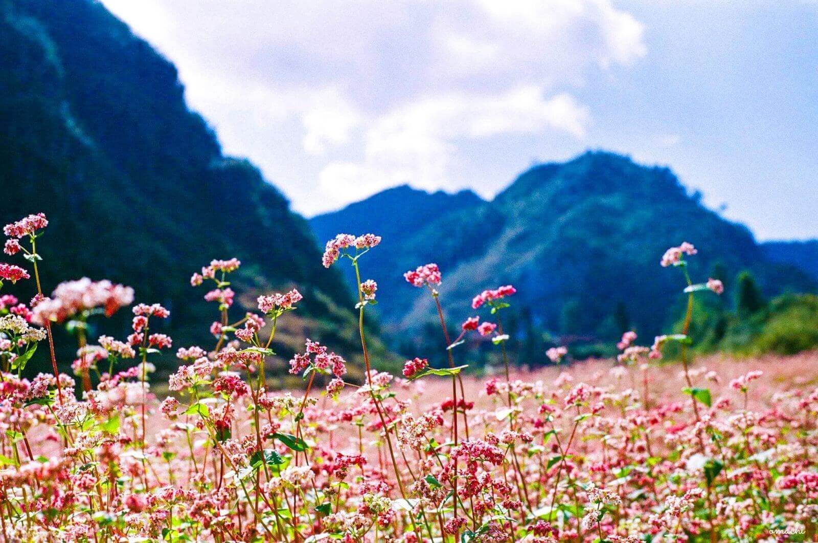 Buckwheat flower, Ha Giang