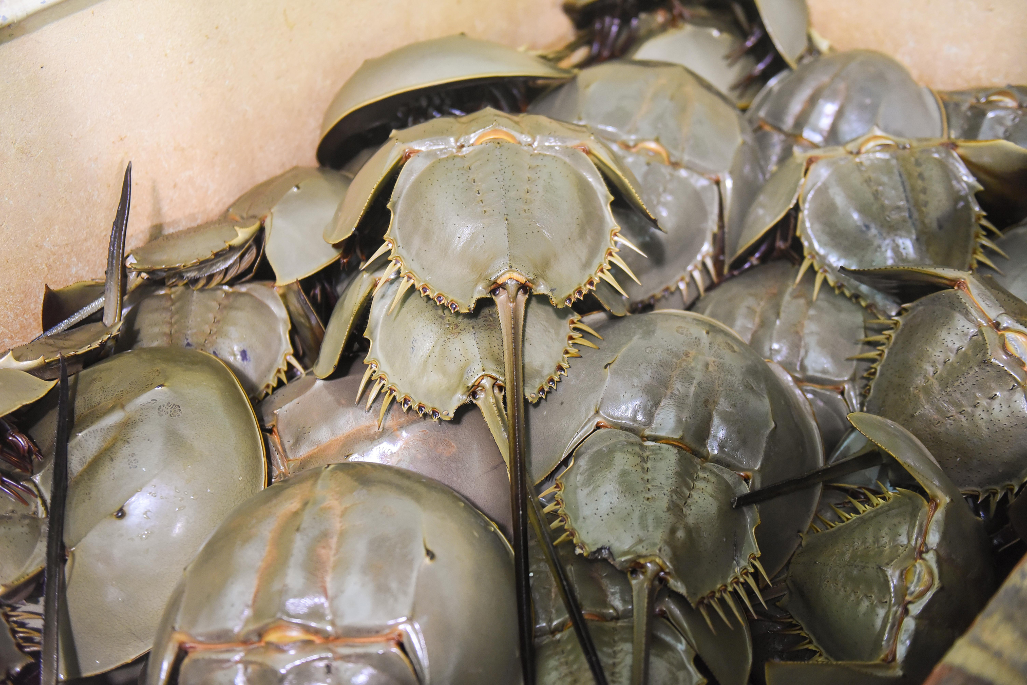 Halong Sea Horseshoe Crab