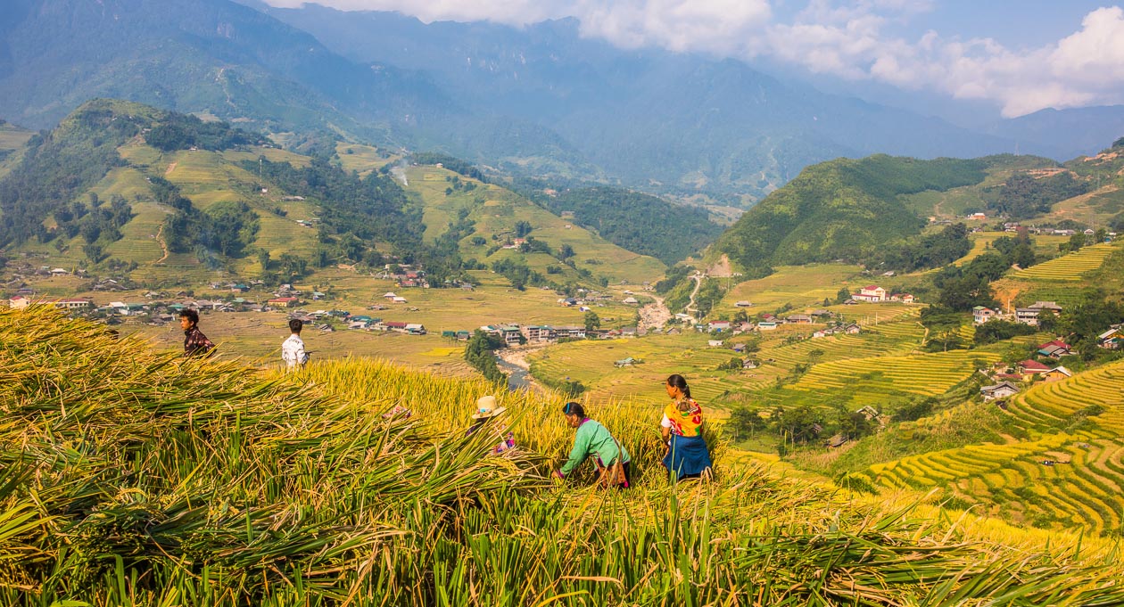 Sapa rice terrace