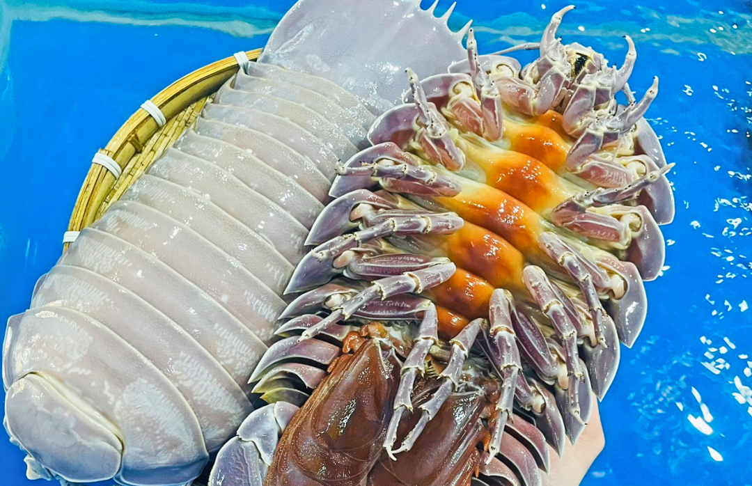 Halong Sea Horseshoe Crab