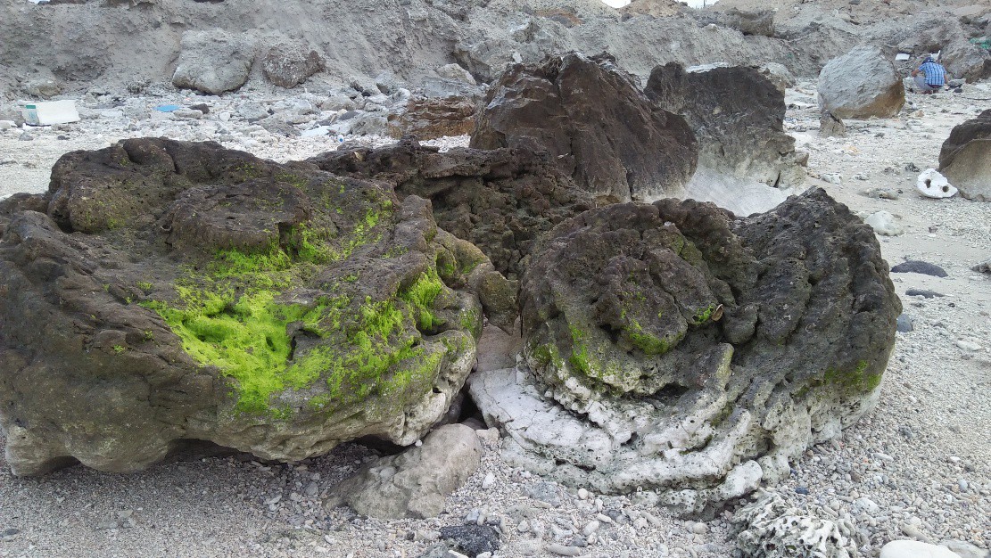Coral reef