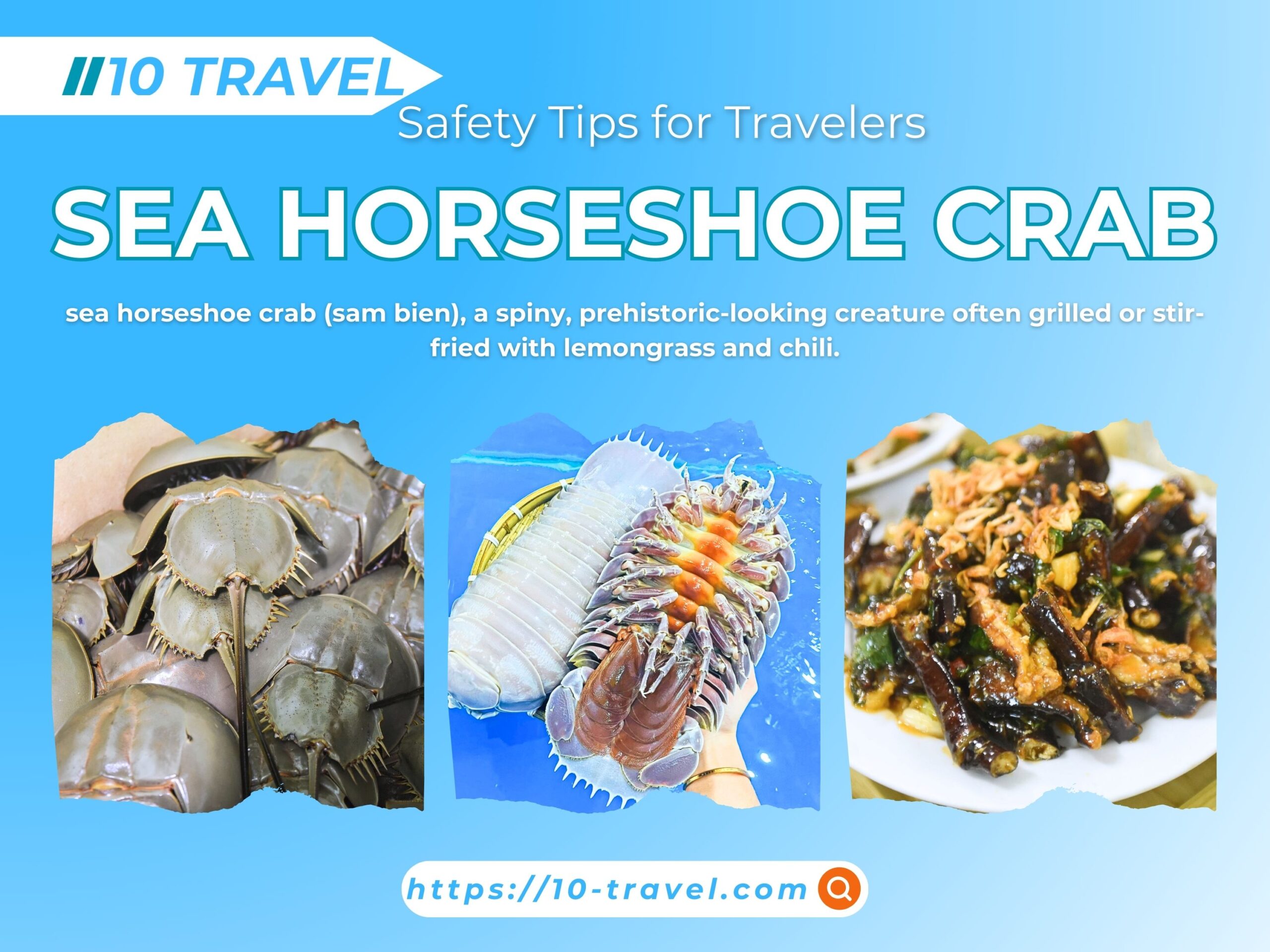 Day Trip in Halong: Who Should Not Eat Sea Horseshoe Crab? 1 sea horseshoe crab (sam bien) during a Day Trip in Halong