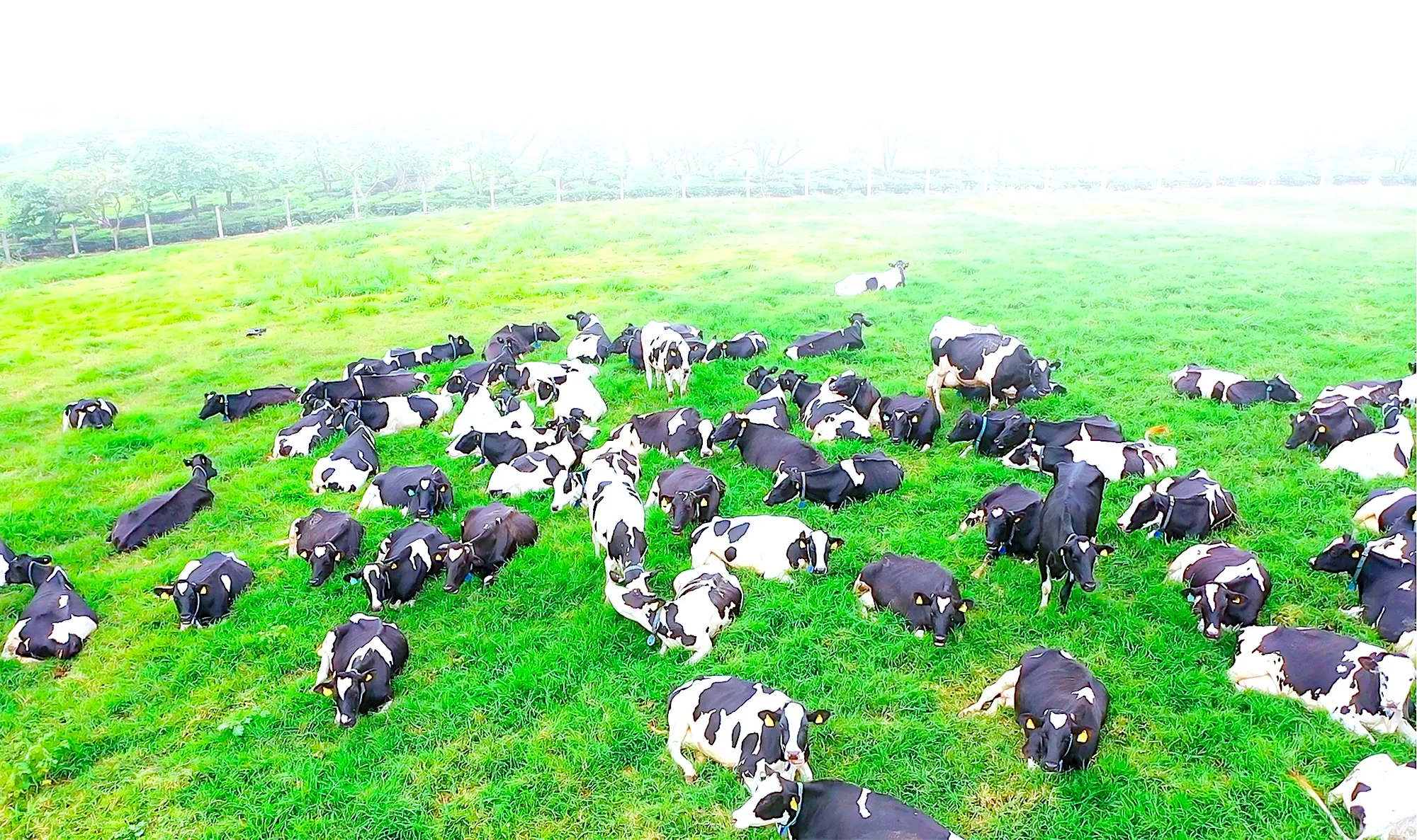 Moc Chau dairy farm