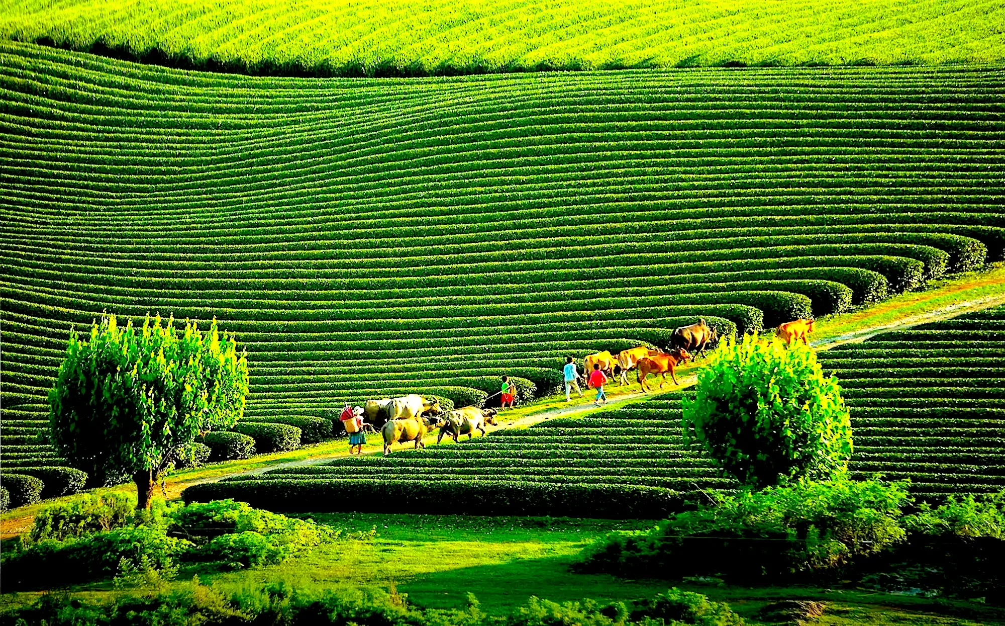Moc Chau’s green slope