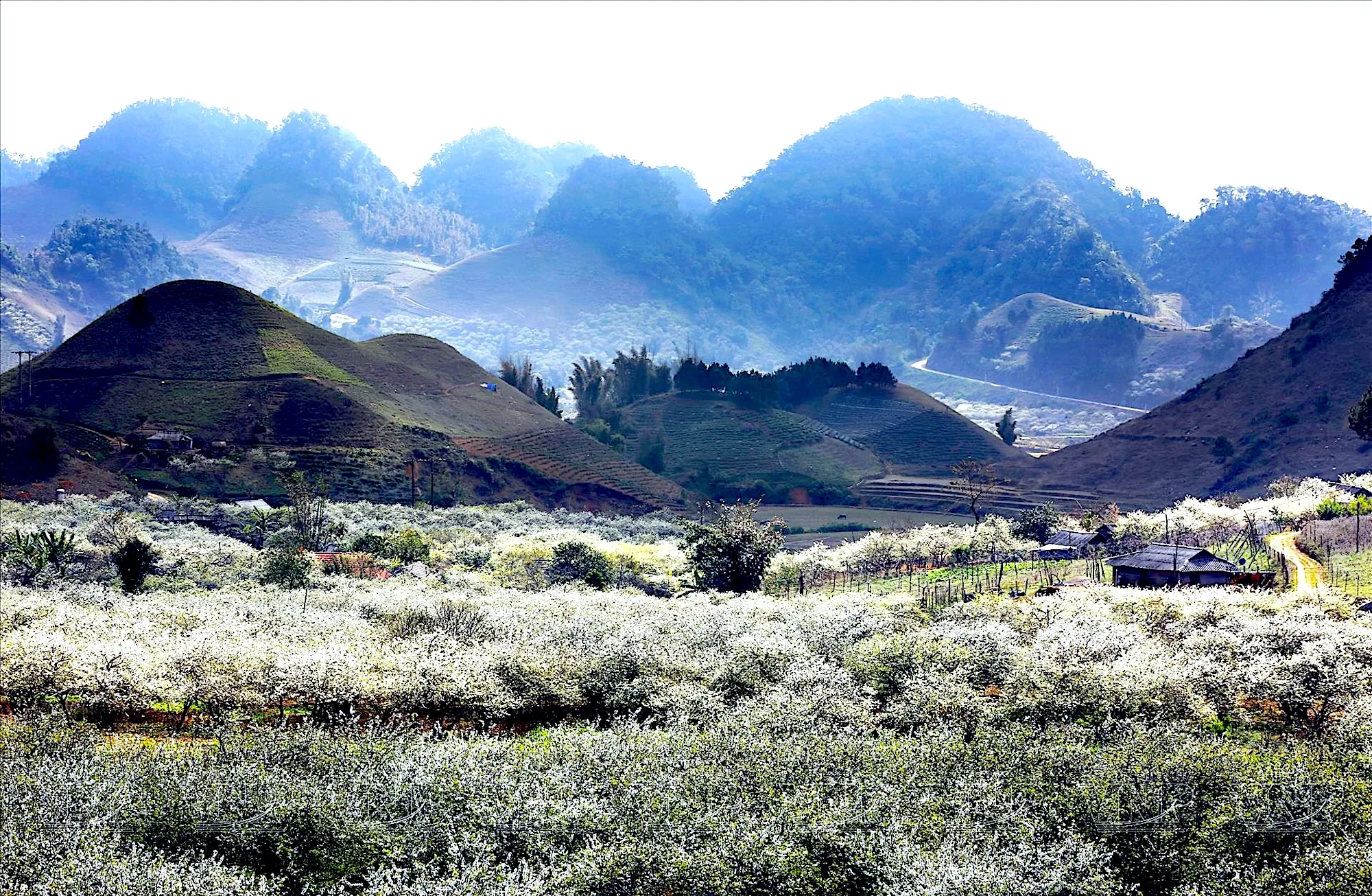 The Calming Charm of Moc Chau